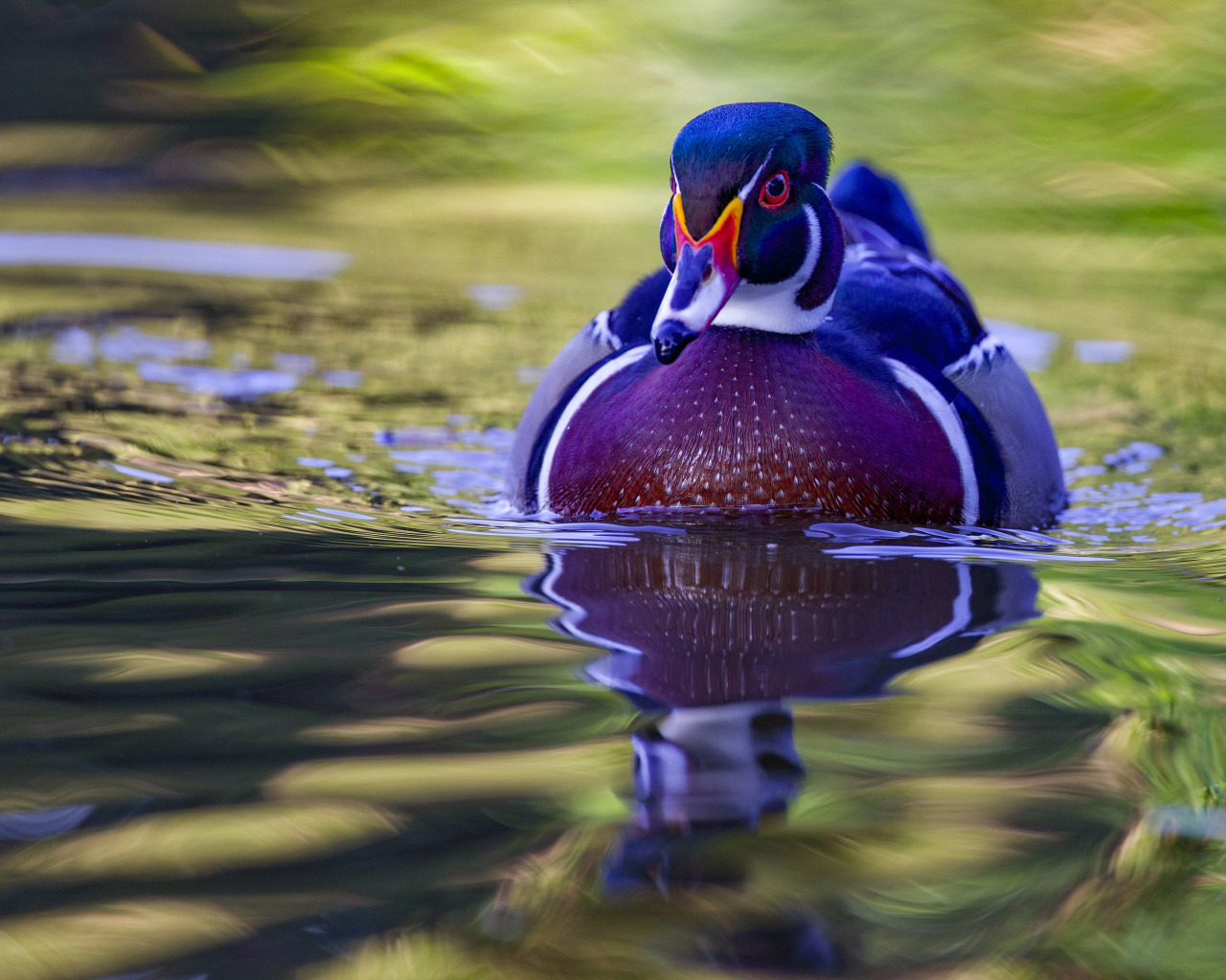 Download wallpaper water, bird, duck, Wood duck, Karolinka, section ...