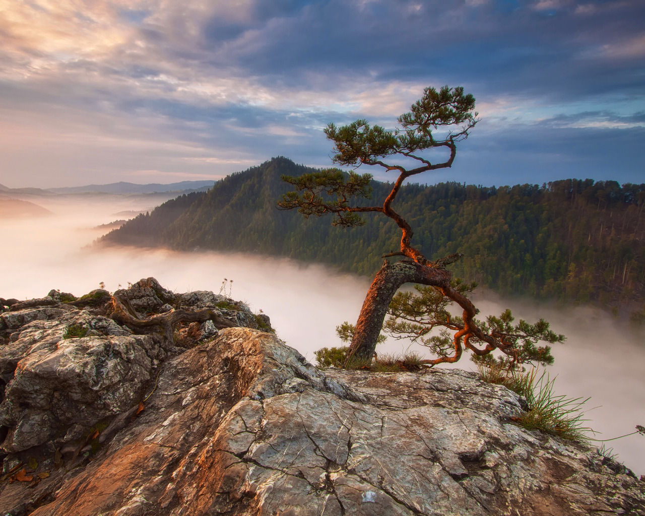 Mountain pine. Одинокая сосна Белокуриха. Сосна на скале Шишкин. Одинокая сосна Белокуриха фото. Арктическая сосна.