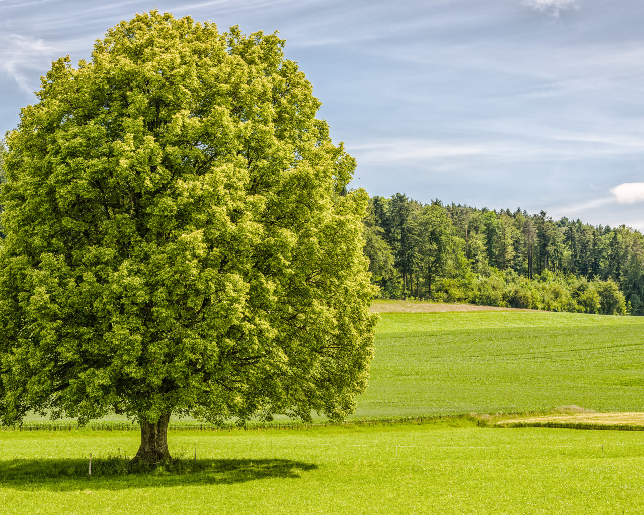 Tree in one s. Летнее дерево. Лето деревья. Красивое дерево. Дерево в высоком разрешении.