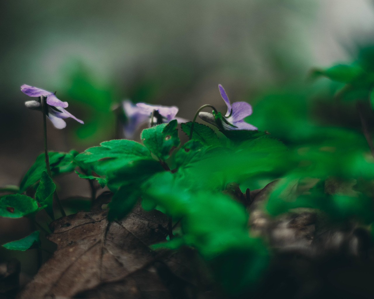 Свадебное. Фотограф, Свадебный, Фотографии