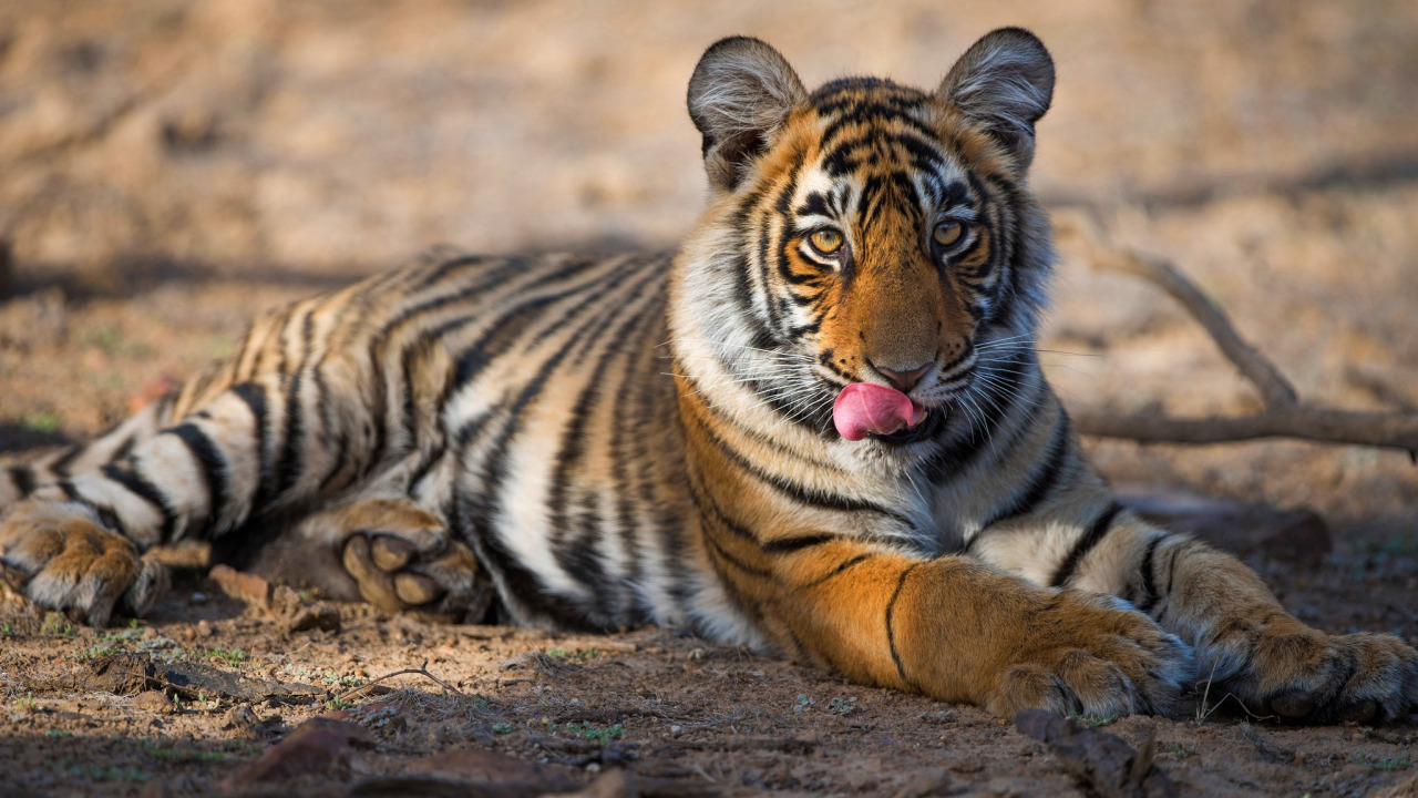Download wallpaper language, cat, look, face, light, tiger, pose,  background, section cats in resolution 1280x720