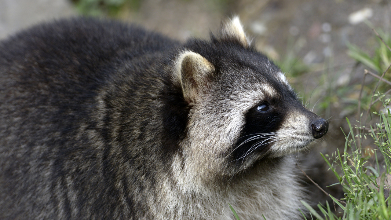 Download wallpaper face, raccoon, profile, section animals in ...