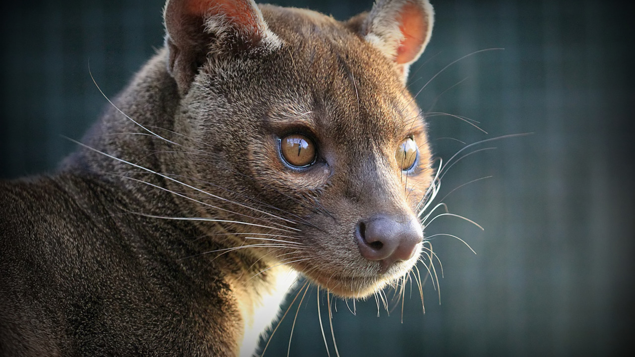 Download wallpaper look, fossa, Pit, section cats in resolution 1280x720