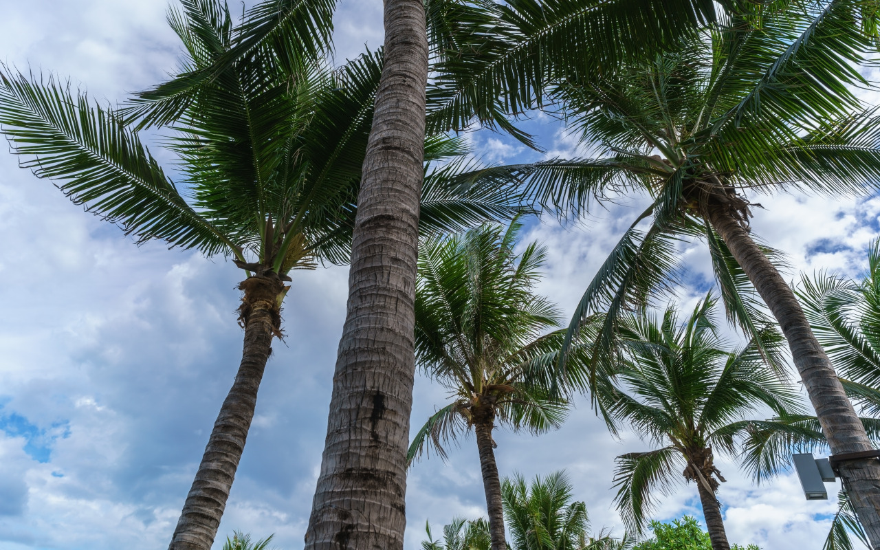 Пальмы небо фото Download wallpaper beach, the sky, palm trees, beach, sky, crown, palms, tropica