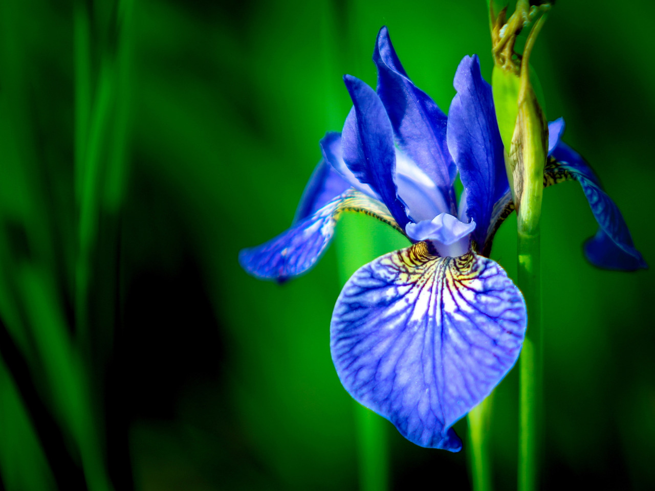 Download wallpaper macro, petals, stem, bokeh, Iris, Iris, section flowers ...