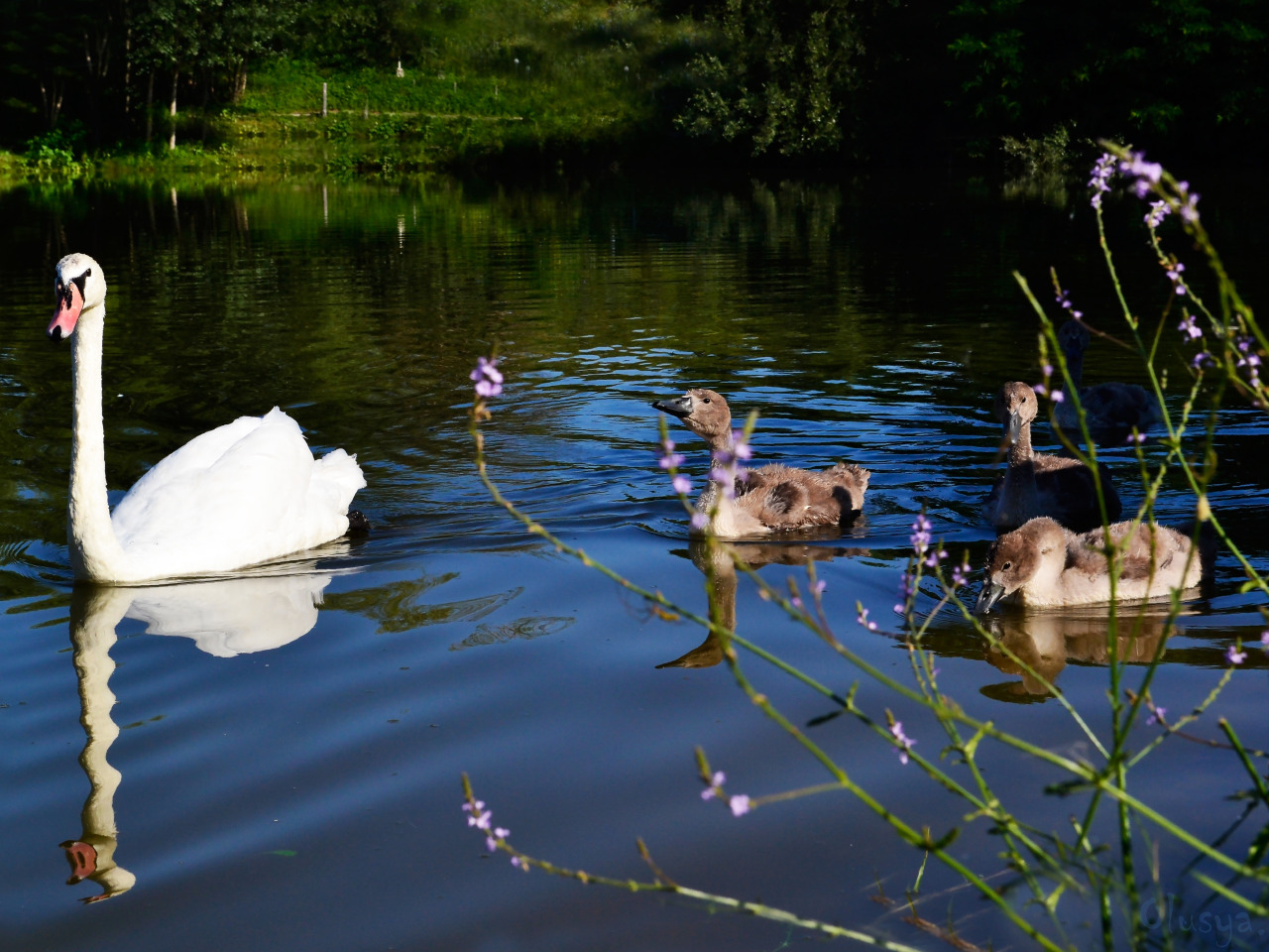 Озеро лебеди фото красивые Download wallpaper summer, grass, blue, lake, Swan, swans, ducklings, in the wat