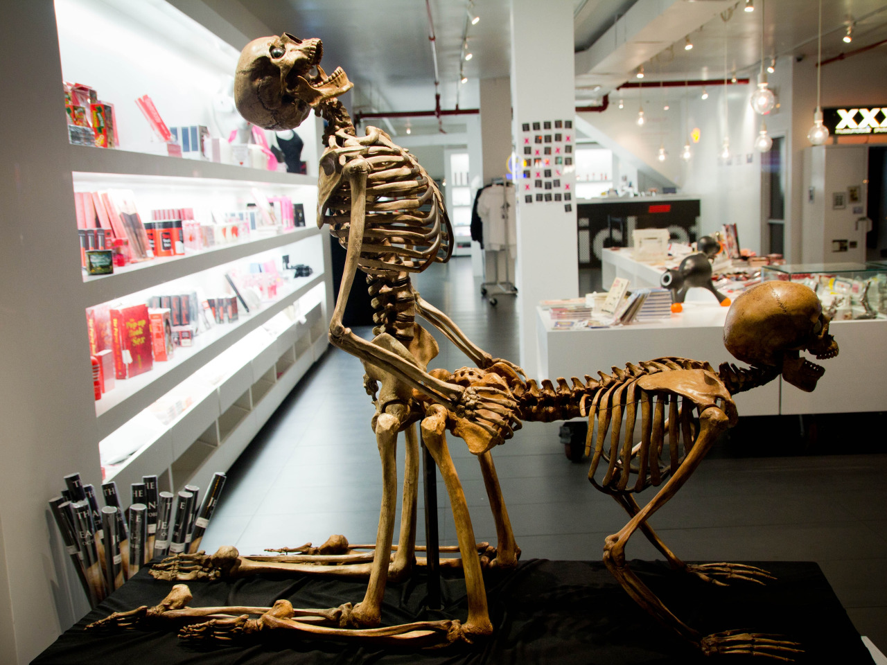 Download wallpaper pose, bones, sex, skeletons, shop, the counter, sex  shop, section miscellanea in resolution 1280x960