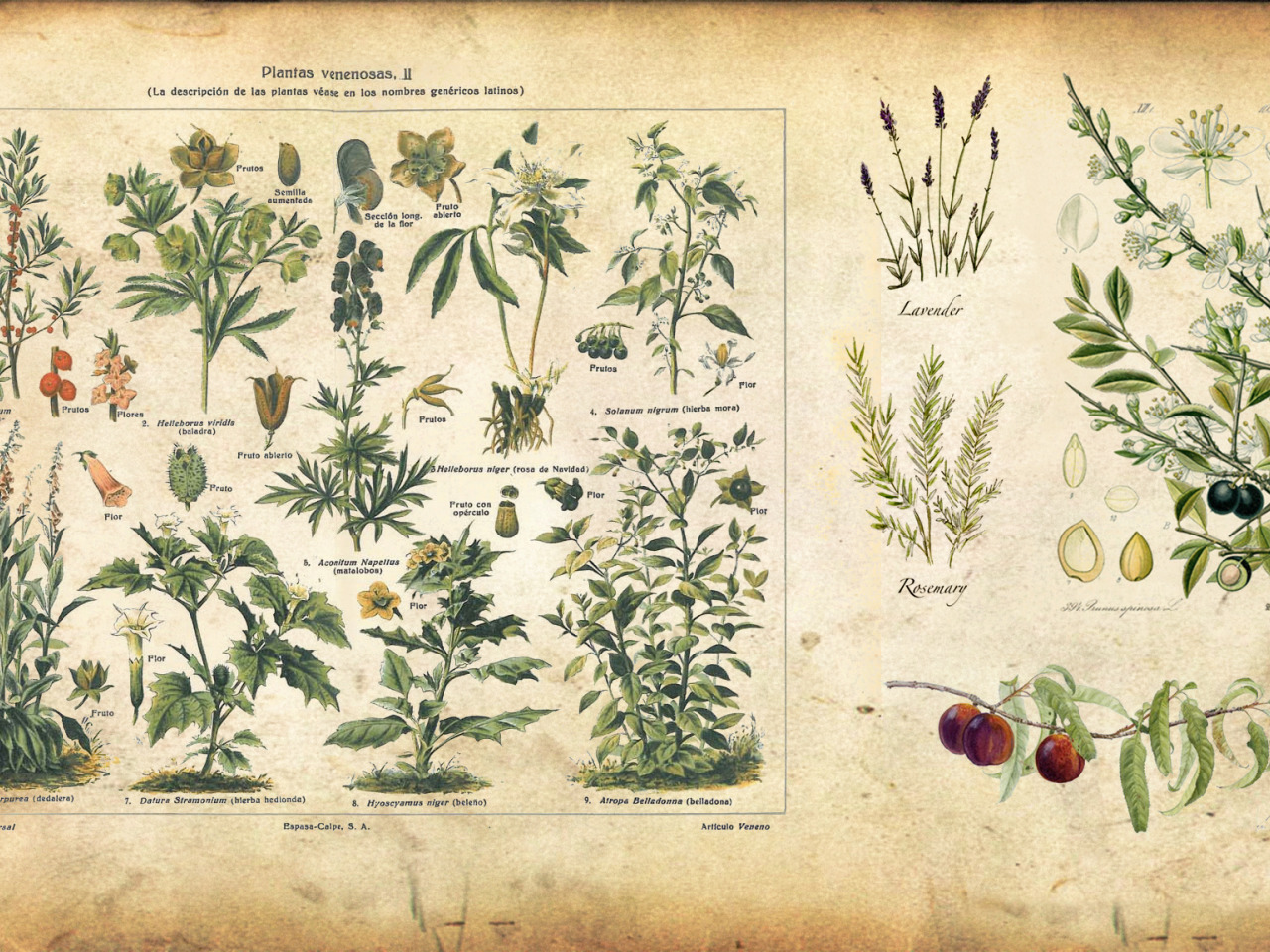 Как раньше выглядели растения Download wallpaper plants, vintage, illustration, illustration, spice, section m