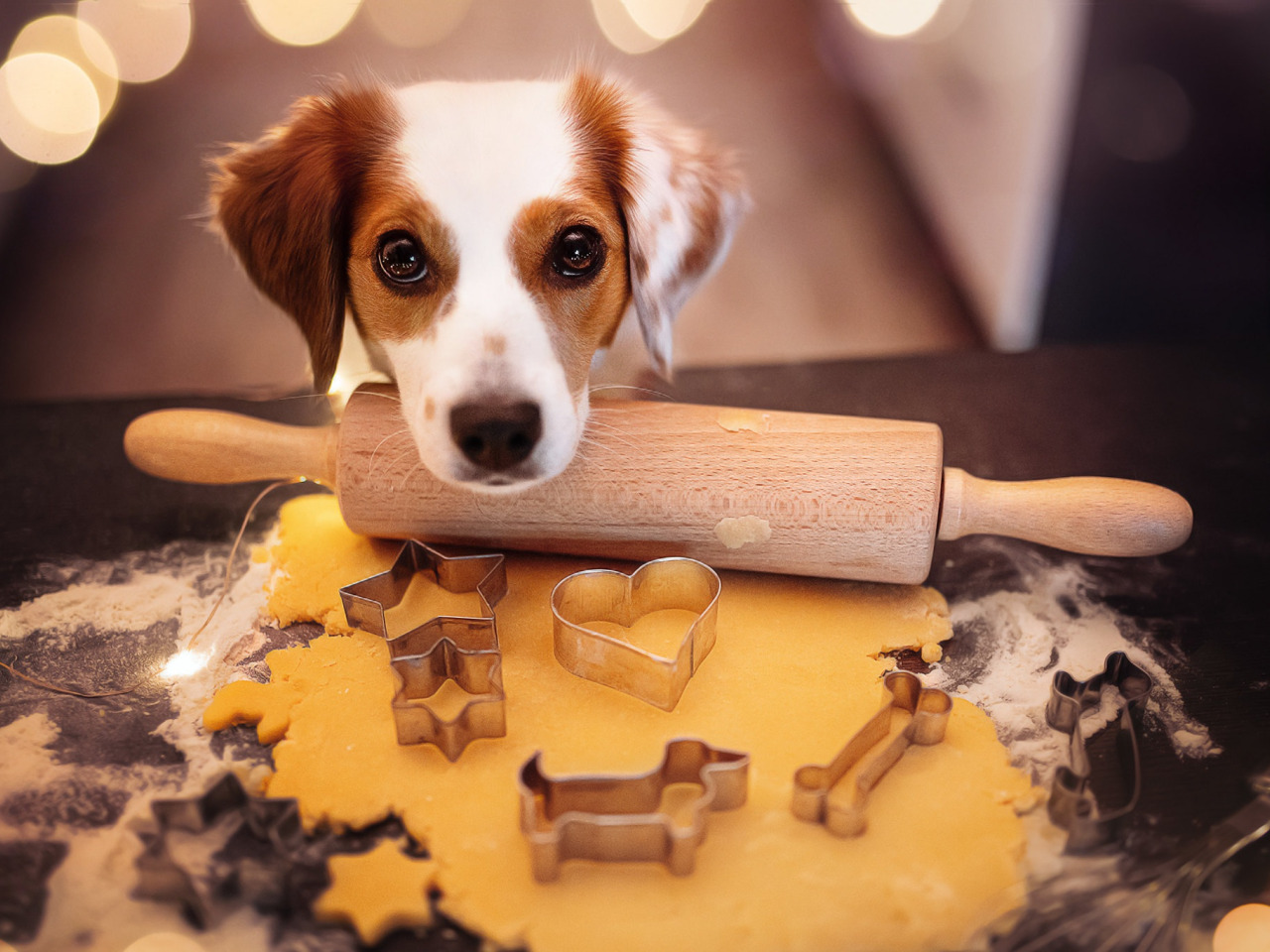 Dog cookies