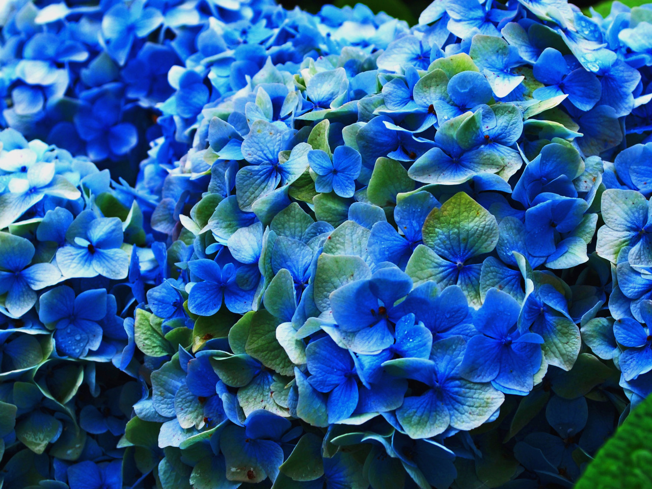 Download wallpaper 3840x2160 flowers, blue, closeup, flowering, plant 4k uhd 16: