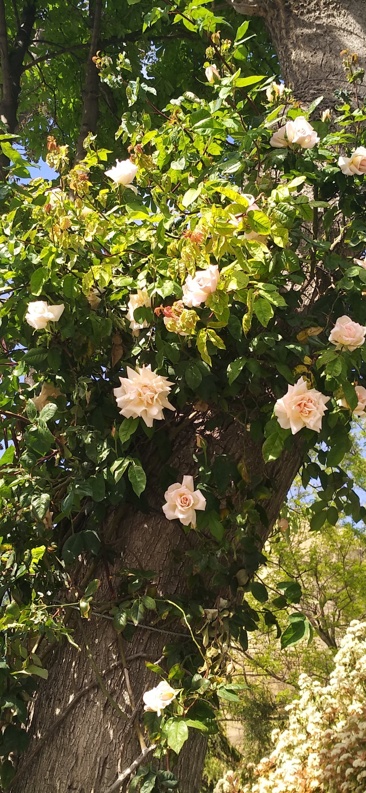 White Roses Tree Background Download wallpaper trees, white roses, tree, White roses, section ...