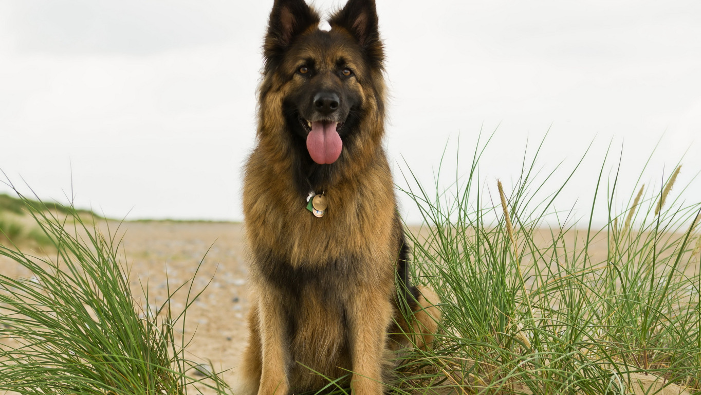 Овчарка австрийская фото Download wallpaper each, dog, shepherd, section dog in resolution 1364x768