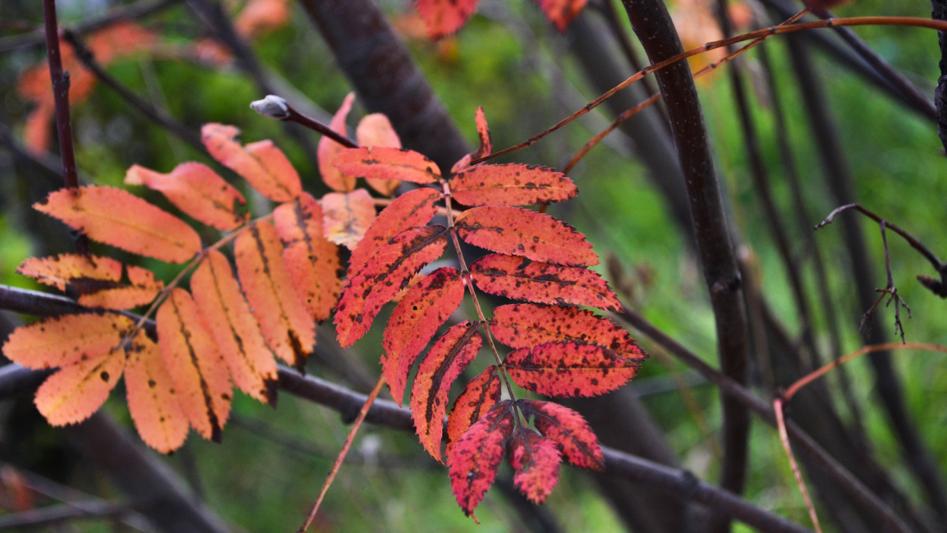 Mountain ash (Sorbus aucuparia) Mountain ash (Sorbus aucup. Flickr