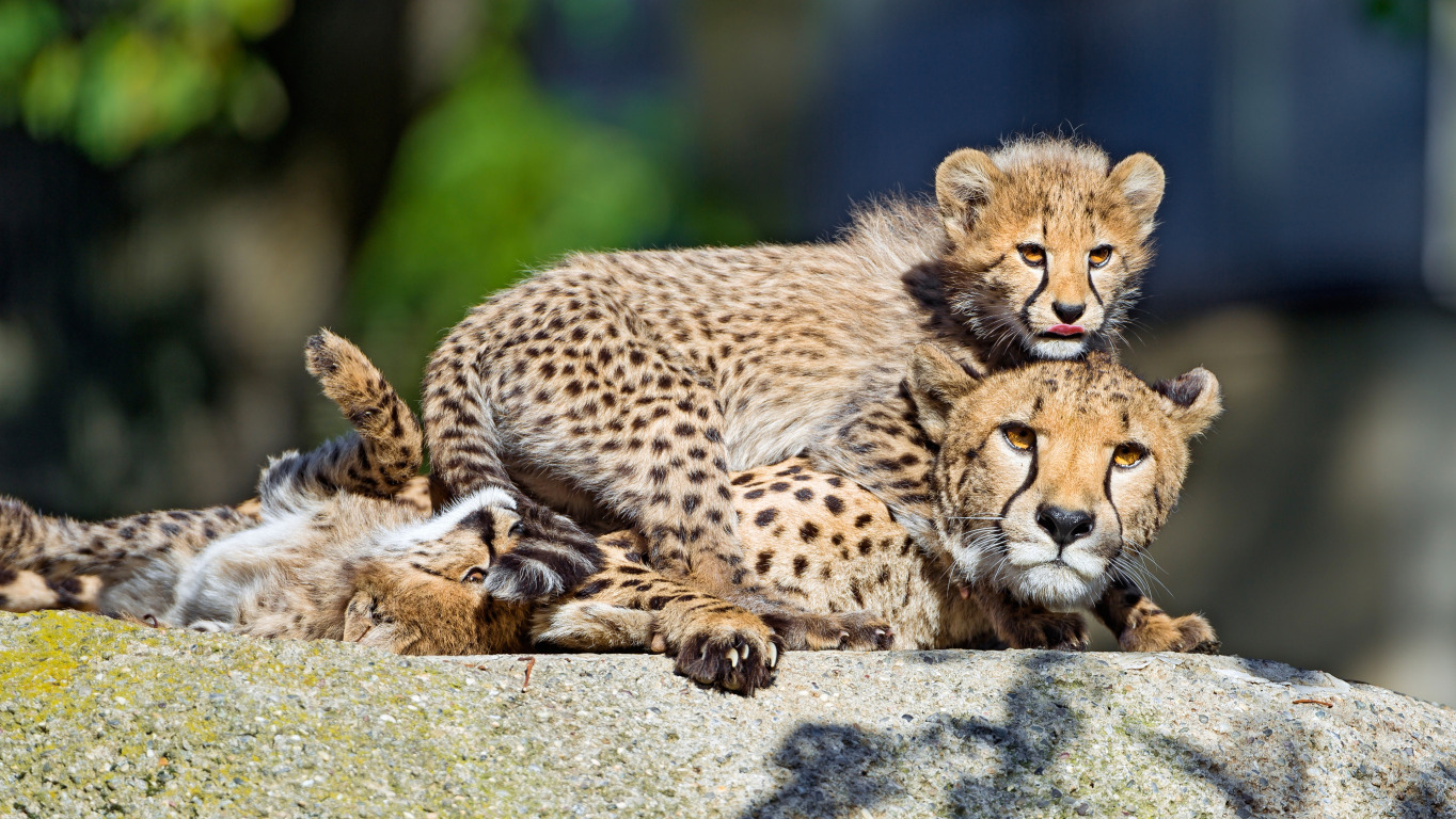 Download wallpaper light, pose, stay, stone, Cheetah, three, kids, trio,  section cats in resolution 1364x768