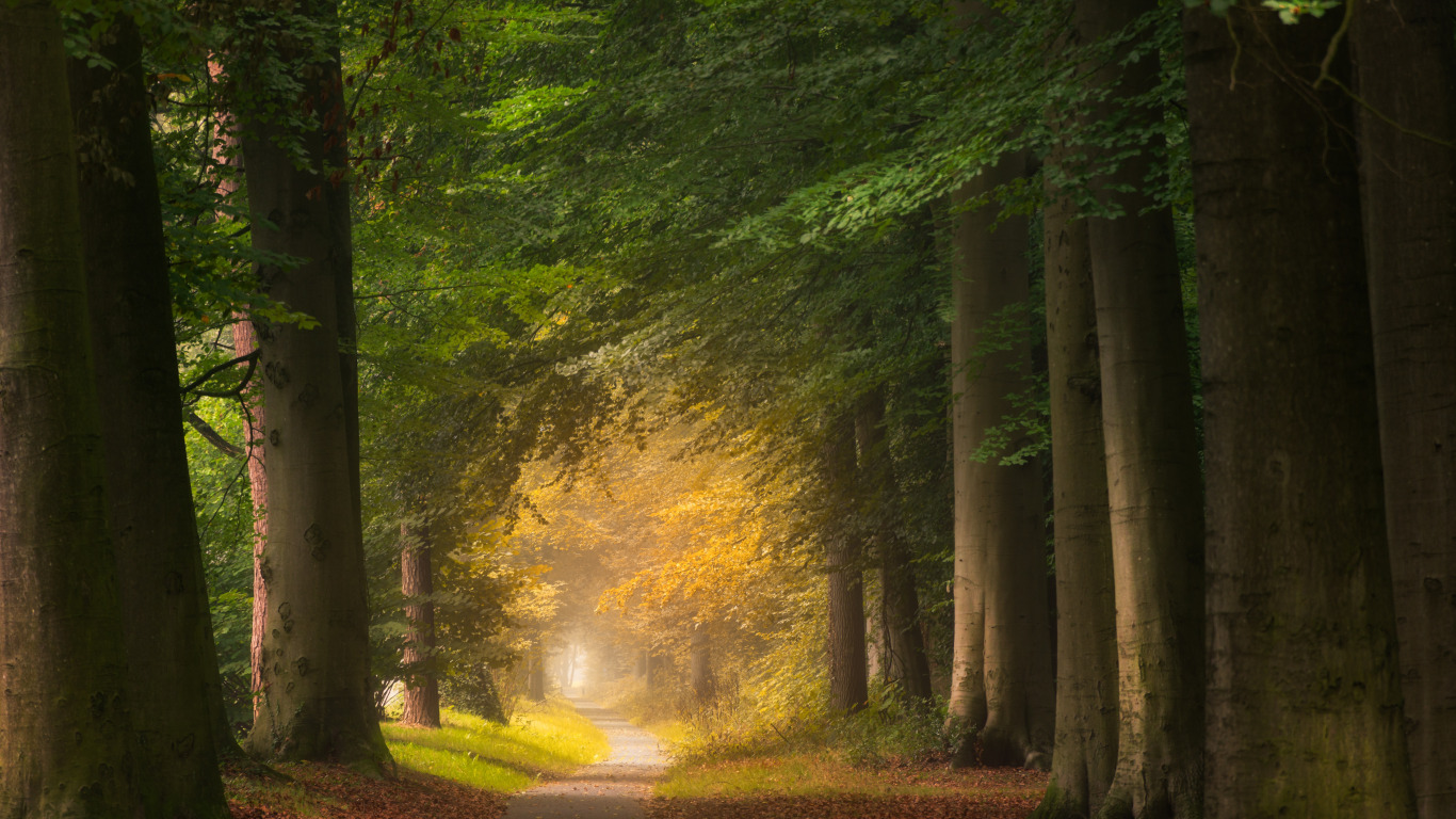 Road in a forest, forest, green 1366x768, road, HD wallpaper