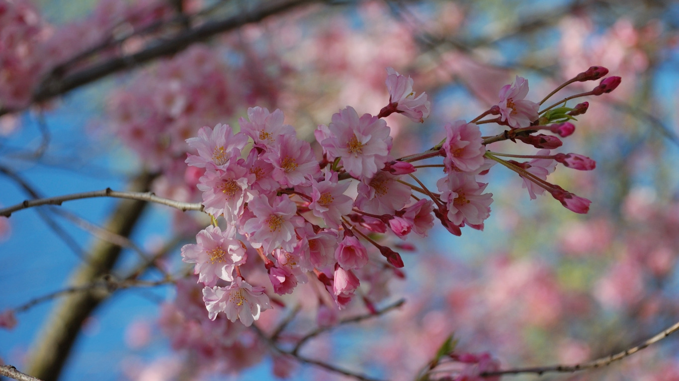 the sky, trees, flowers, nature, branch, spring, pink, flowering