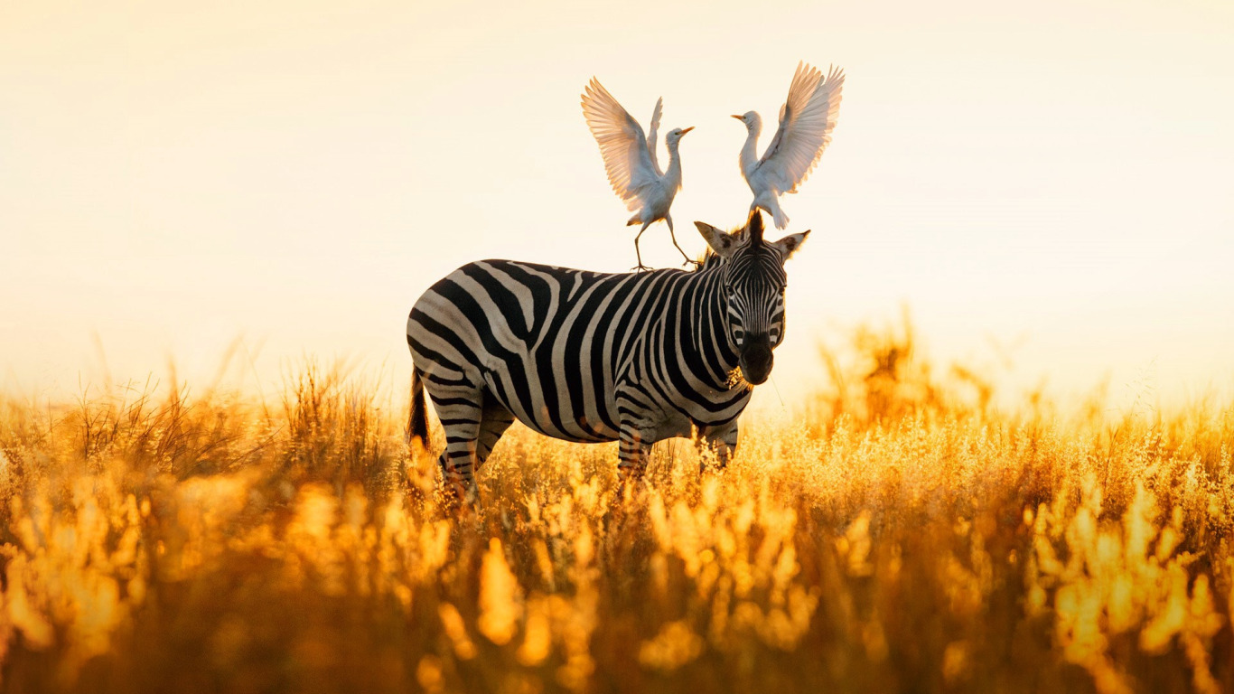 Download Wallpaper Birds, Nature, Zebra, Africa, South Africa.