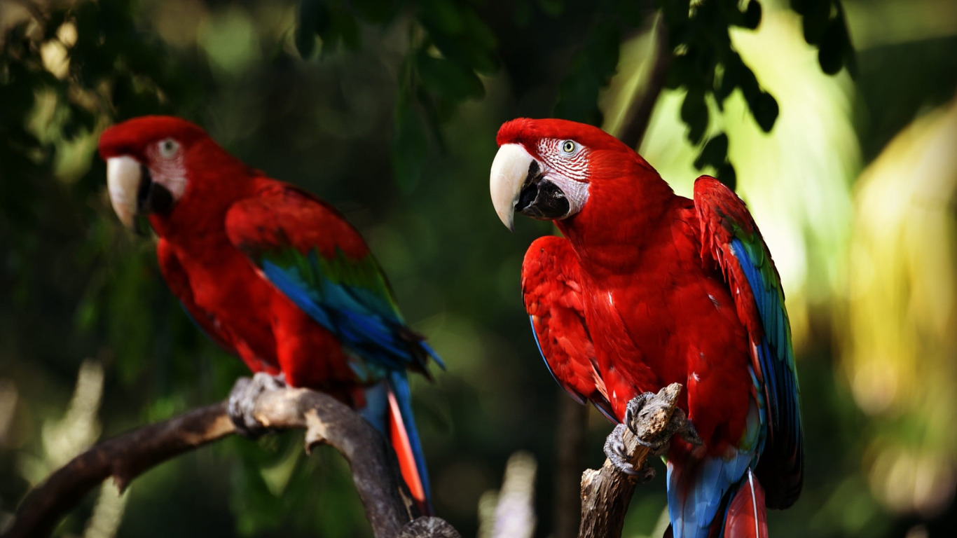 Red parrot