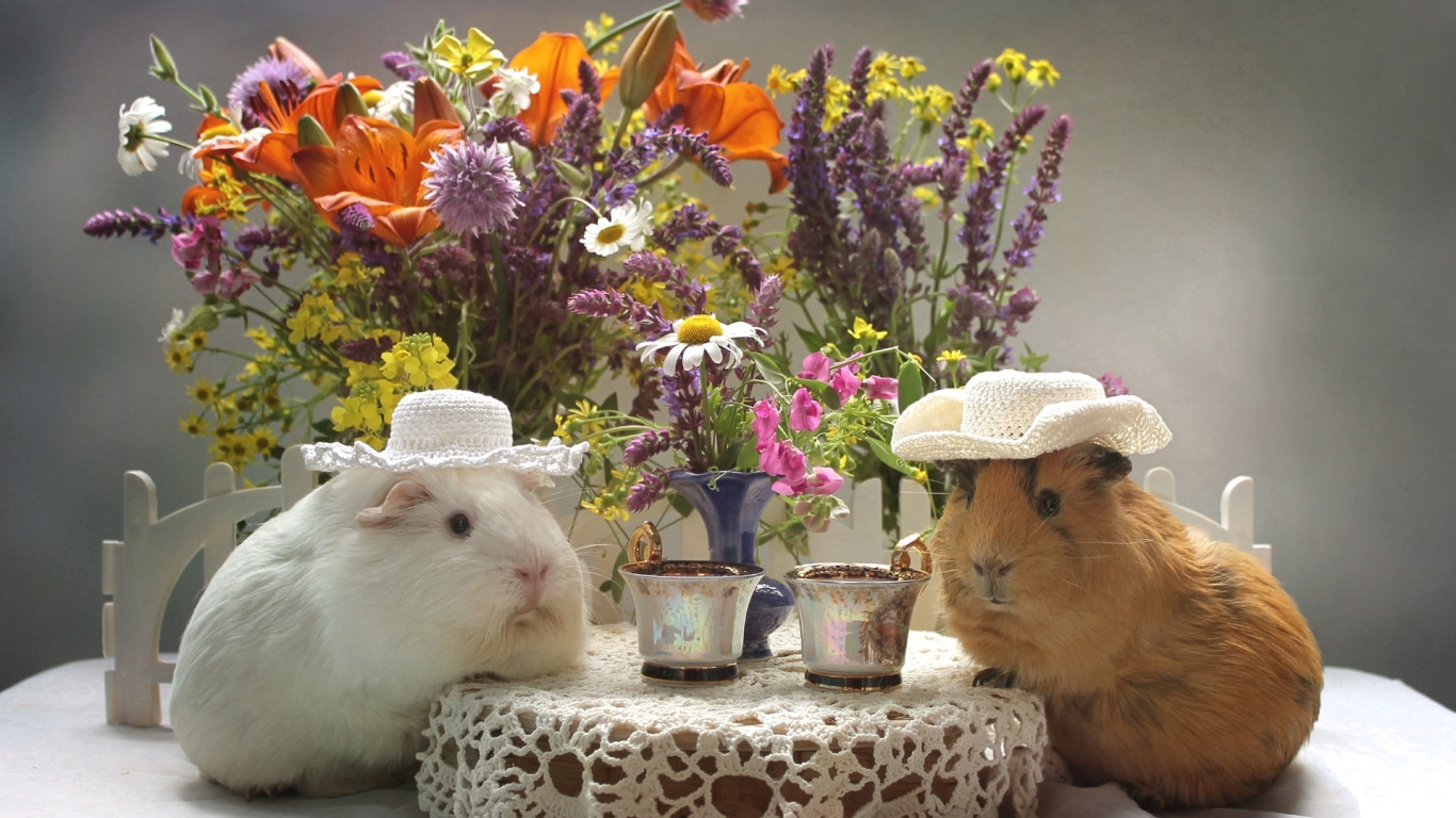 flowers, Lily, bouquet, hat, Cup, Guinea pig