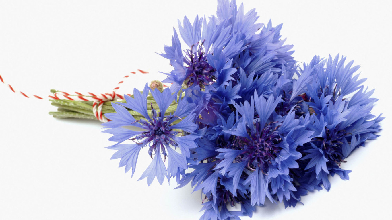 GoodFon.com - Free Wallpapers, download. <b>flower</b>, blue, blue, bouquet, white...