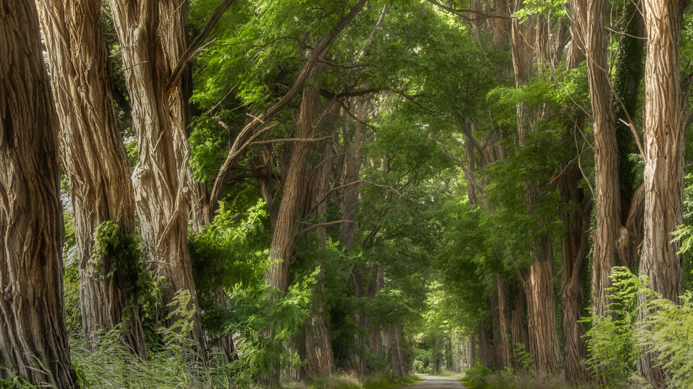 Road in a forest, forest, green 1366x768, road, HD wallpaper