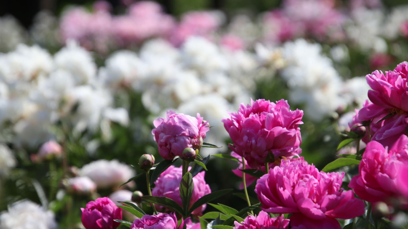 Download wallpaper white, pink, peonies, section flowers in resolution 1366x768