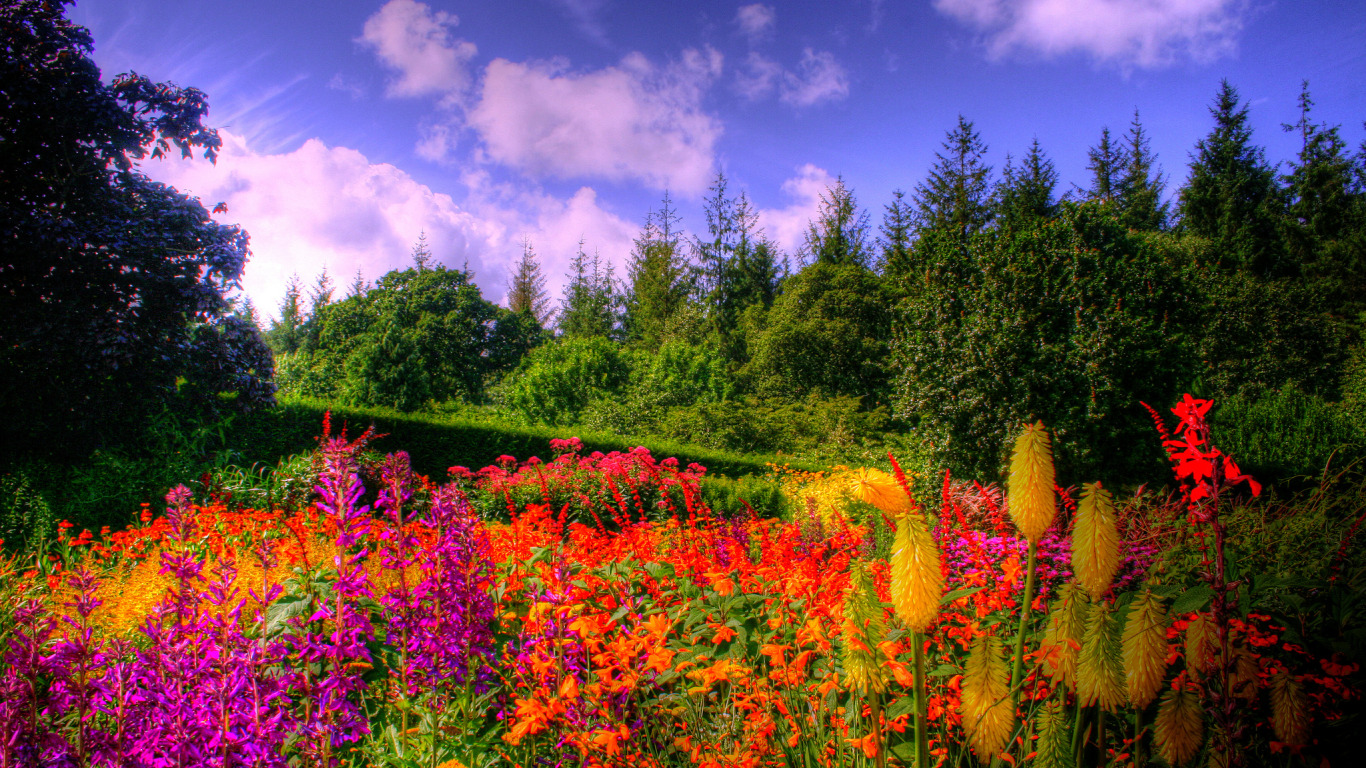 Flower nature. Поляна с цветами. Красивое лето. Цветы в лесу. Летний пейзаж с цветами.