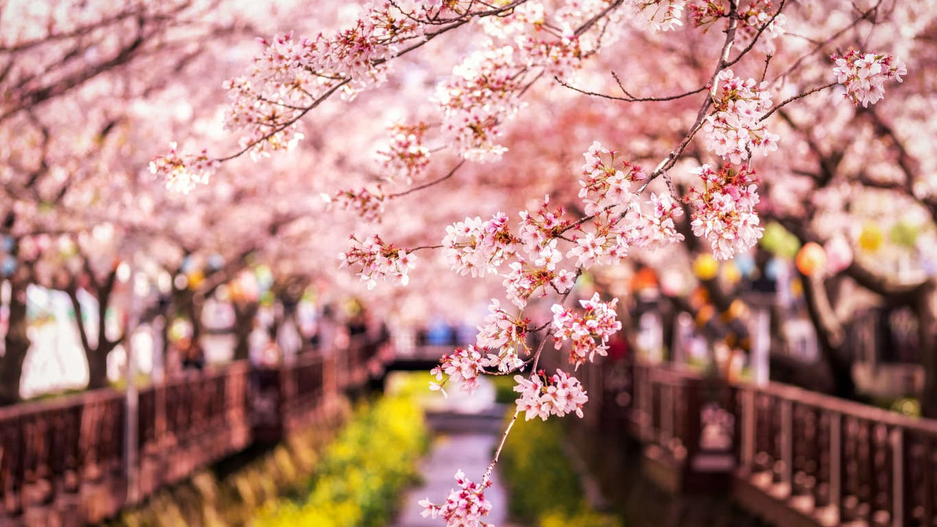 Japanese spring. Корея черри блоссом. Корея Сеул Сакура. Сеул цветение Сакуры. Цветение Сакуры в Корее.