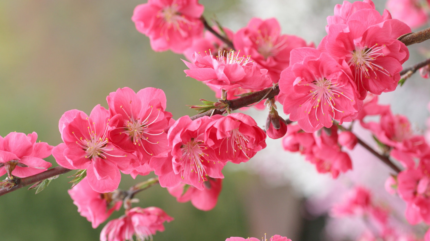 Peach flowers. Apricot Blossom. Ветви расцветающего персика Вьетнам. Расцветающая ветка персика. Цветущий миндаль.