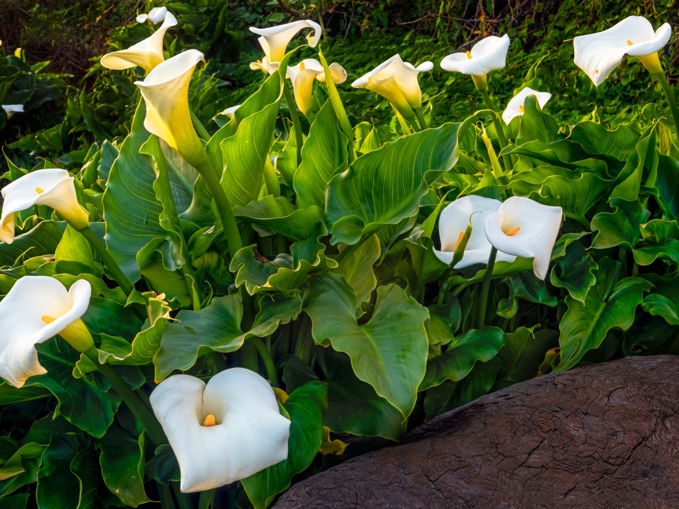 Каллы в саду фото Download wallpaper greens, leaves, flowers, white, flowerbed, Calla lilies, sect