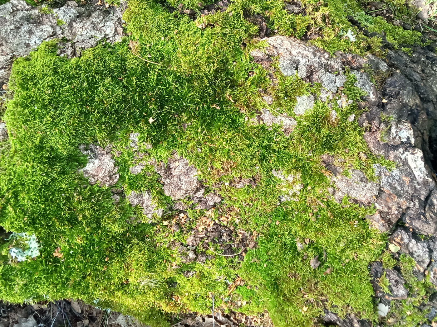 Download wallpaper tree, moss, nature nature, texture, section textures ...