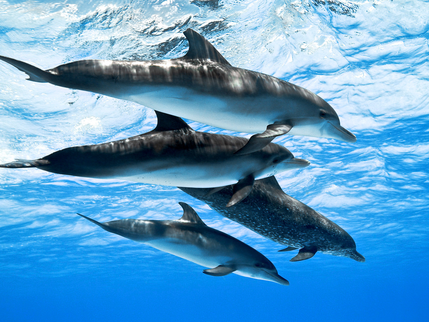 Download wallpaper sea, water, the ocean, pack, dolphins, section ...