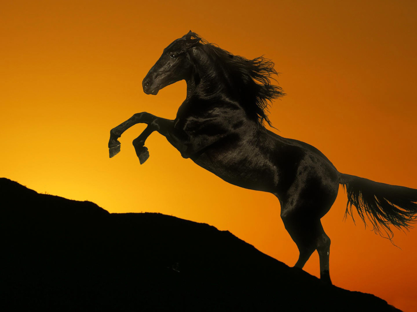 Черный конь песня. Мустанг лошадь. Лошадь на черном фоне. Лошадь на дыбах. Лошадь черный.