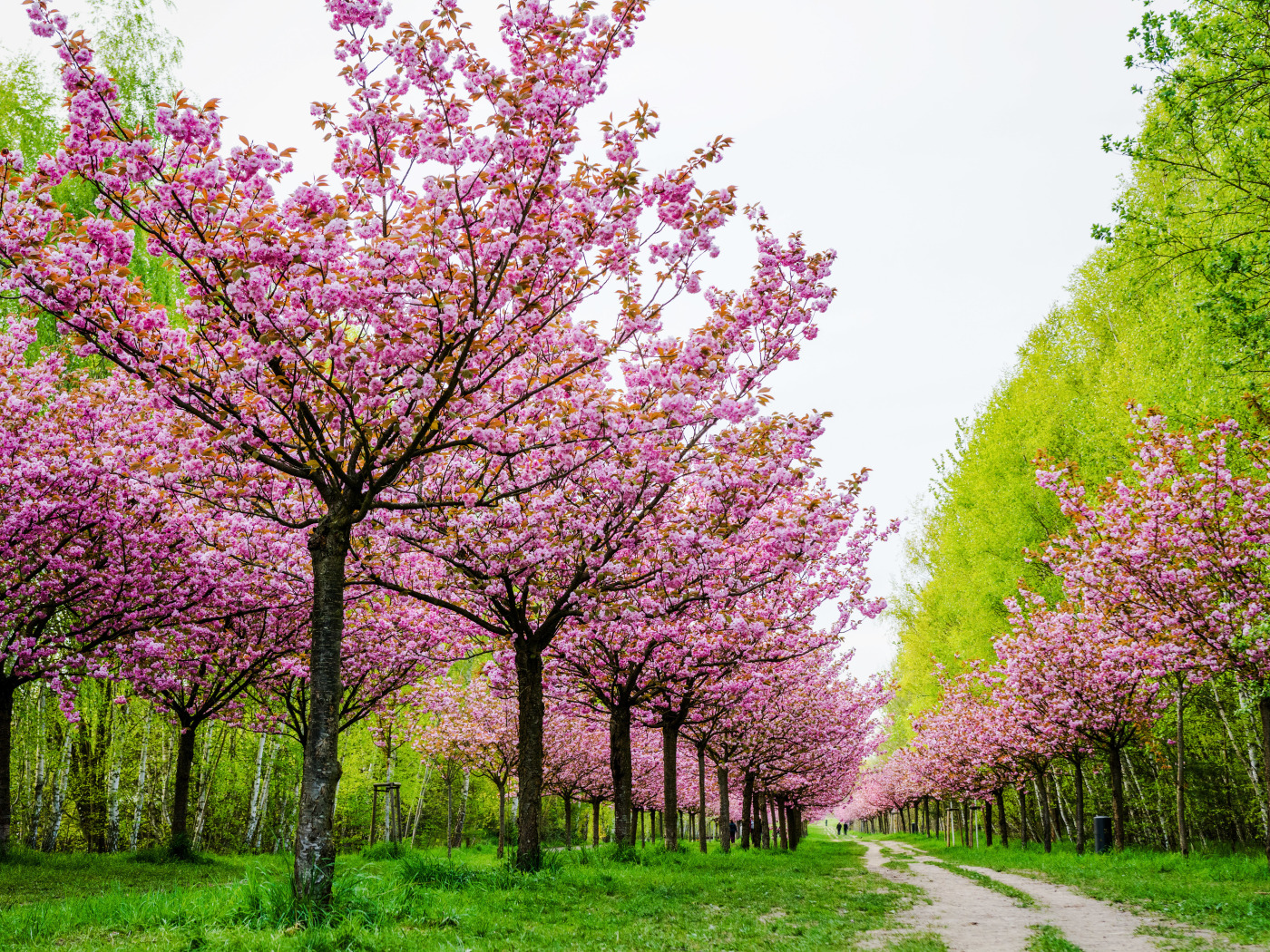 My flower tree. Черри блоссом дерево деревья. Кустарник красивоцветущий Сакура. Сакура черри блоссом дерево. Сад Кавати Фудзи.