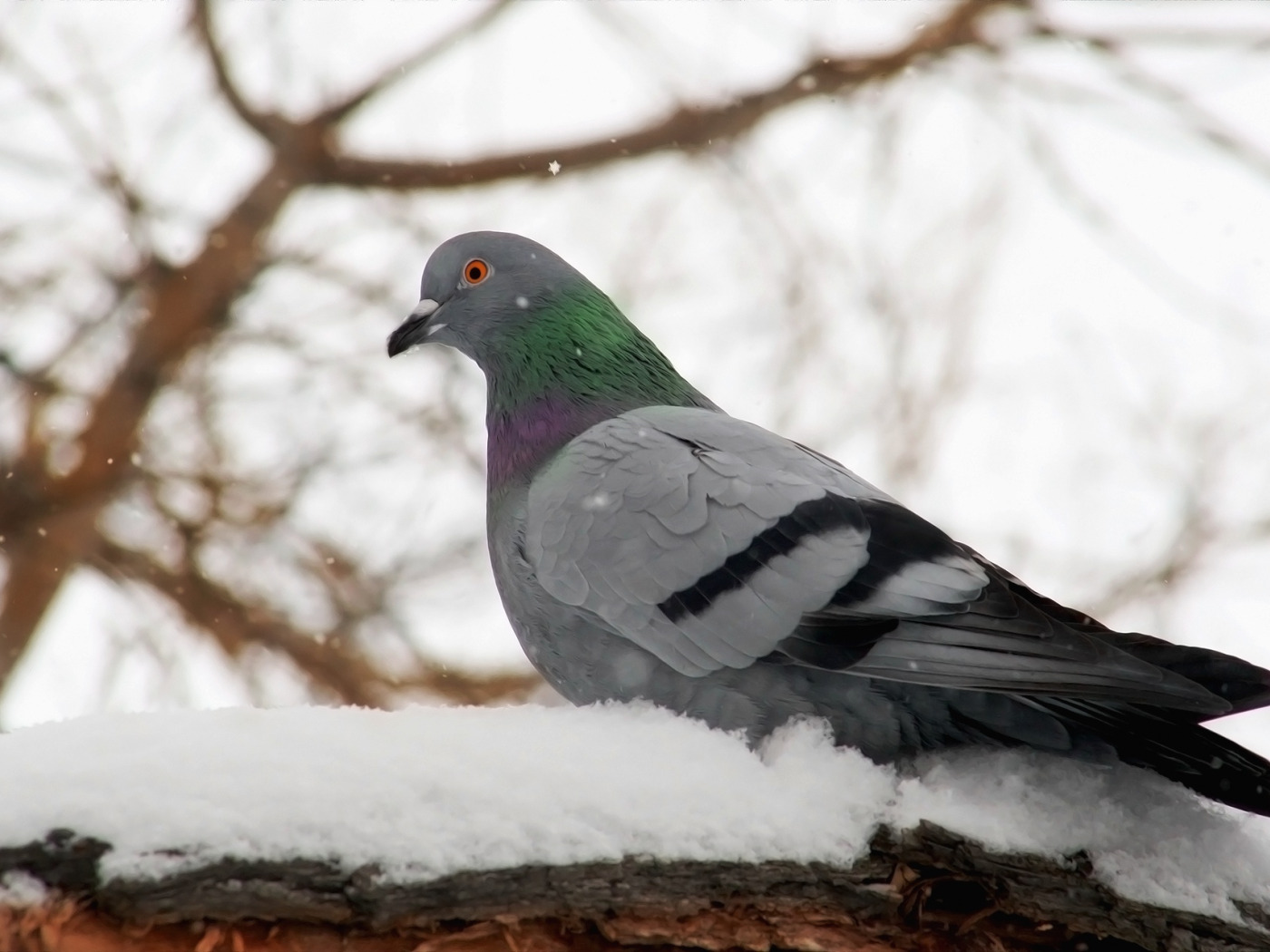 Голуби зимой рассказ. Что делают голуби зимой. Зимующие птицы на кормушке. Зимние птицы голубь. Голуби городские зимой.