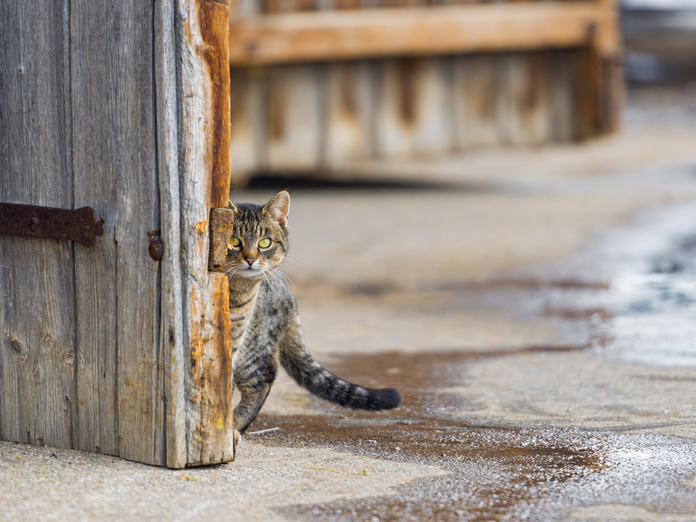 Кошка на улице. Весна коты. Уличный кот. Уличный котенок.