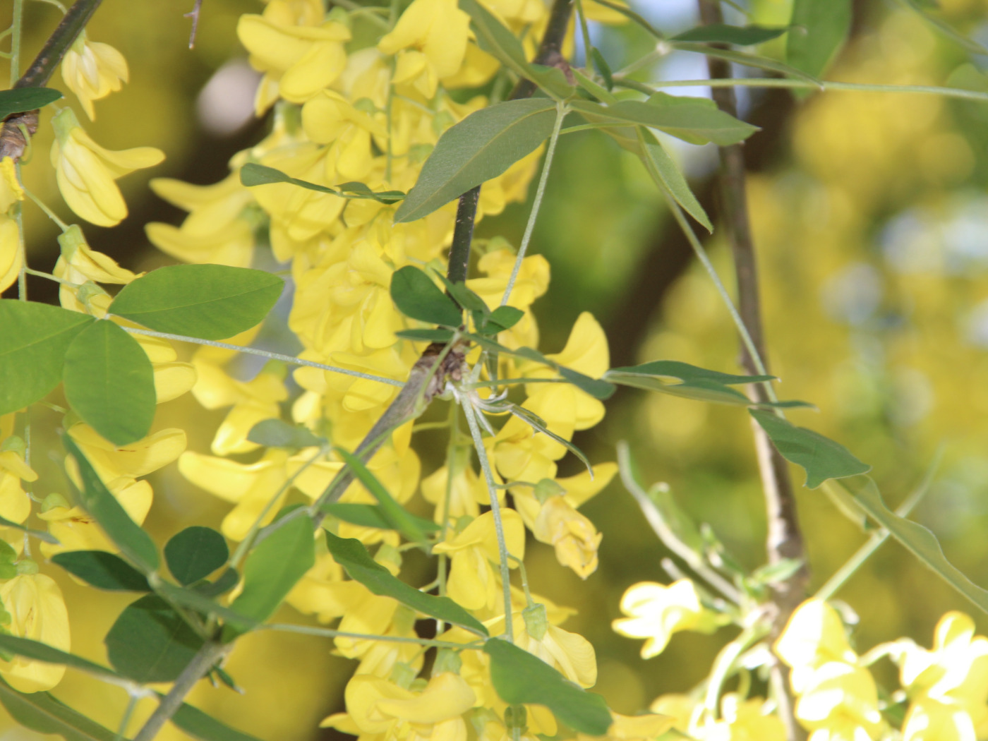 Spring leaves