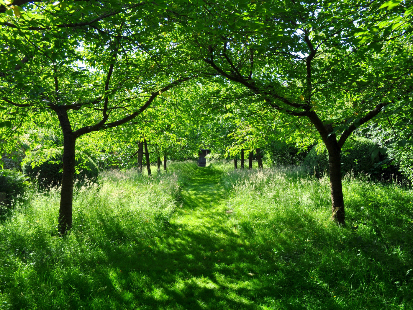 The garden is green. Природа деревья. Природа зелень. Лето природа. Зеленая природа.