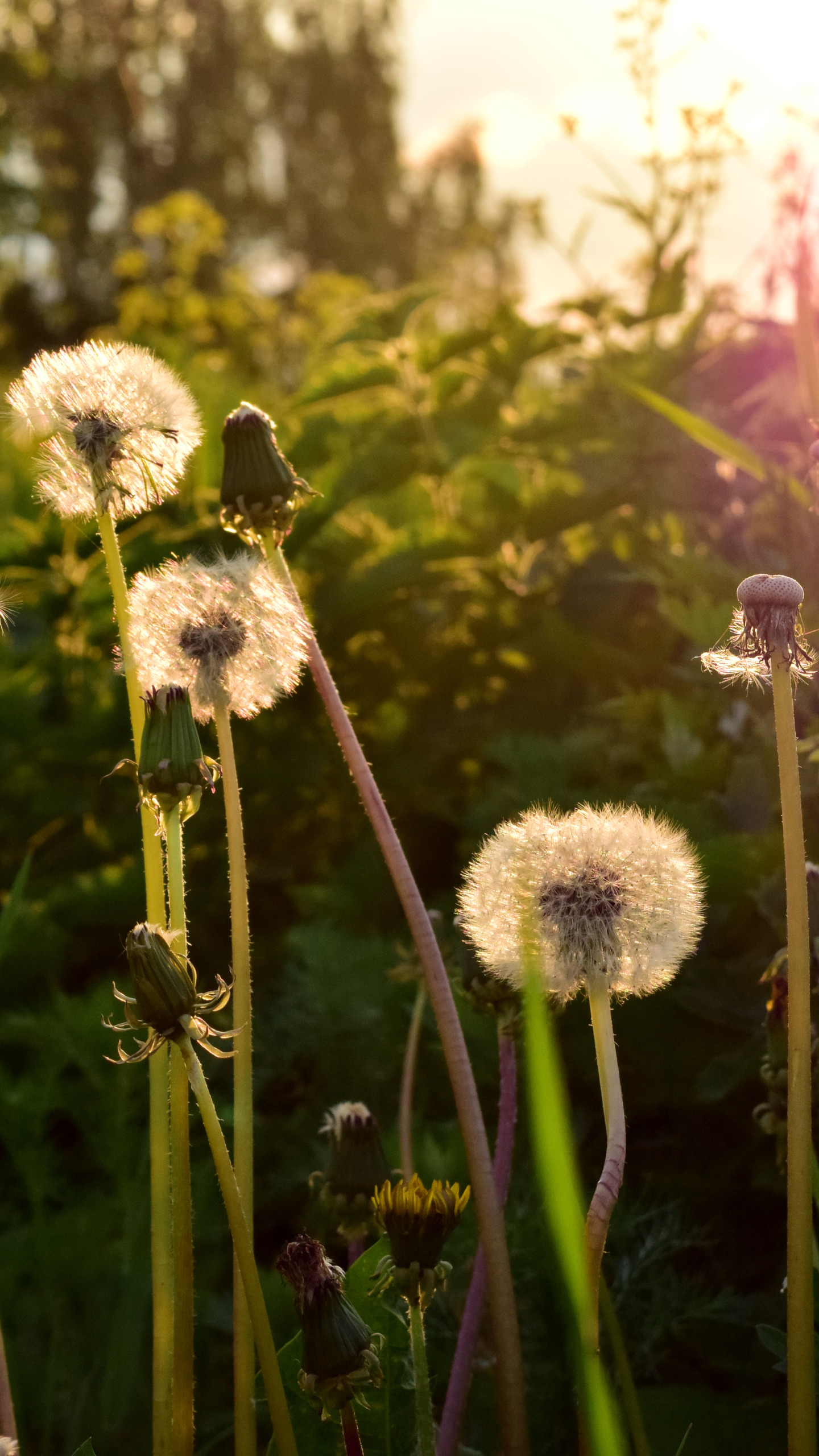 Download Wallpaper Greens Grass The Sun Sunset Foliage Plants