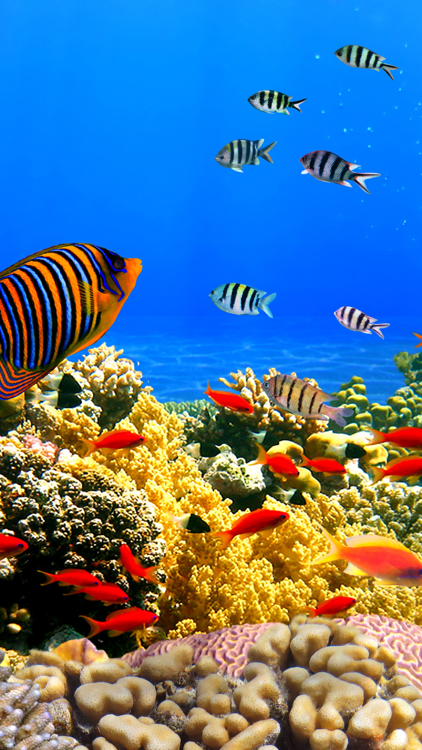 Живое море на телефон. Подводный мир. Тропические рыбы. Живые рыбки. Рыбы в океане.