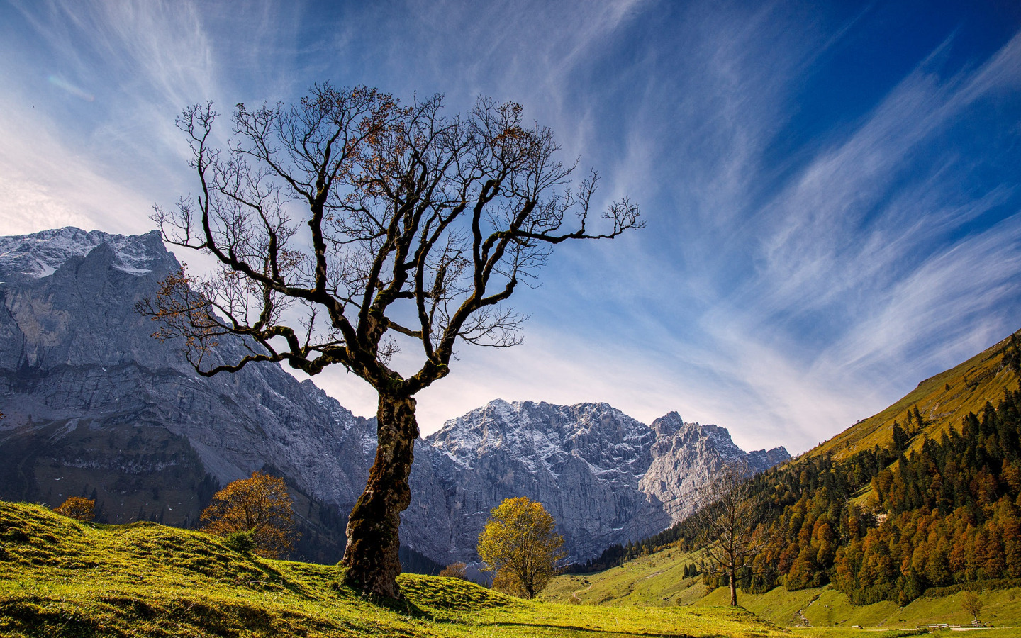 Mountain branch. Скалы с деревьями. Гора веток.