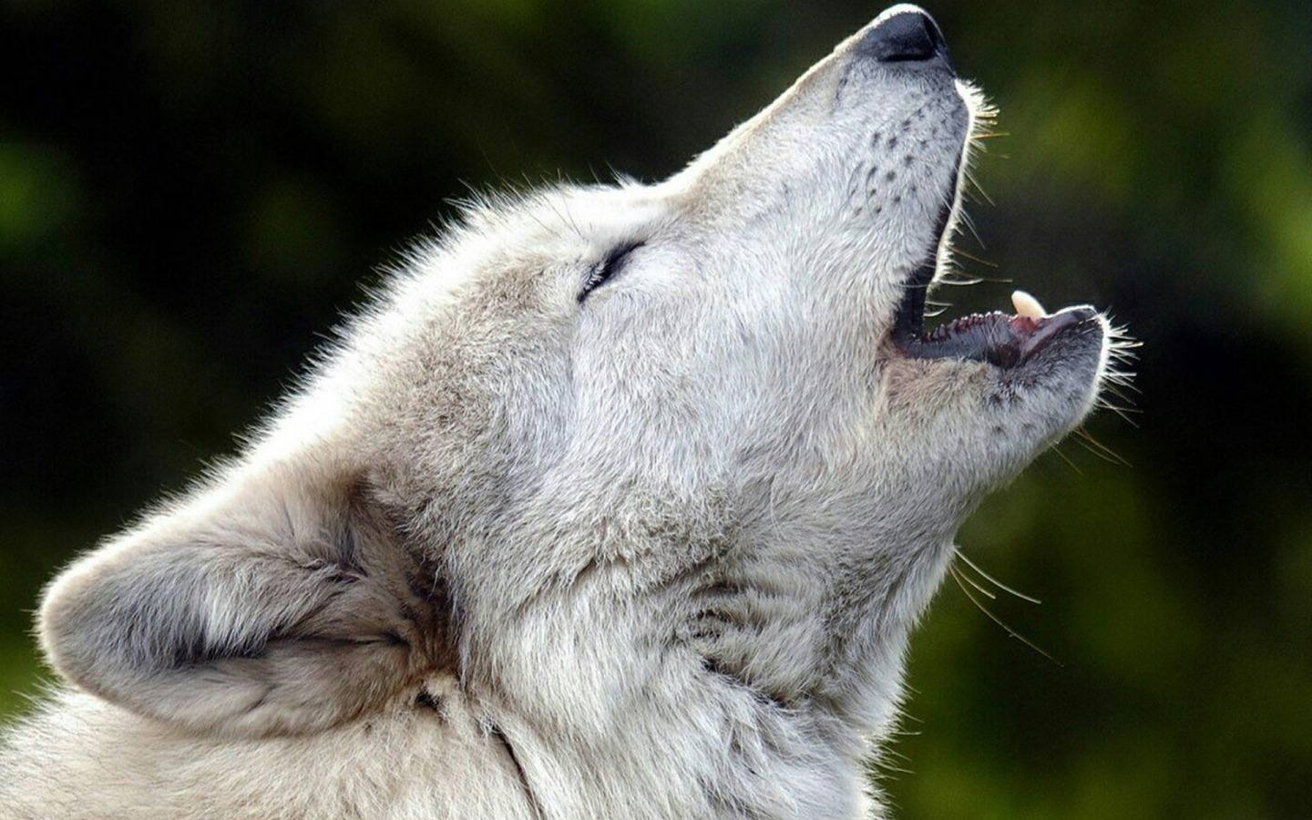 Download Wallpaper Nature, Predator, Animal, Wolf, Wildlife, Portrait ...