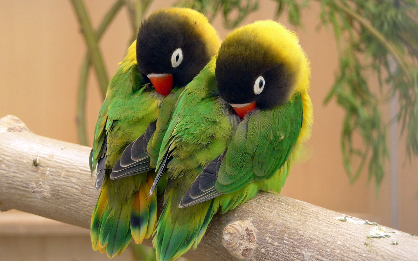 bird, feathers, parrot, color, lovebird, beak