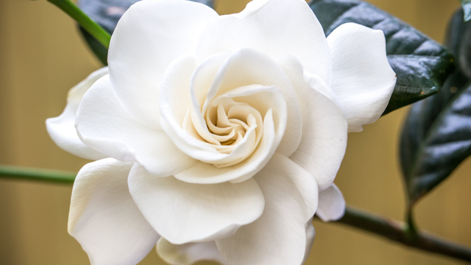 white, macro, Gardenia