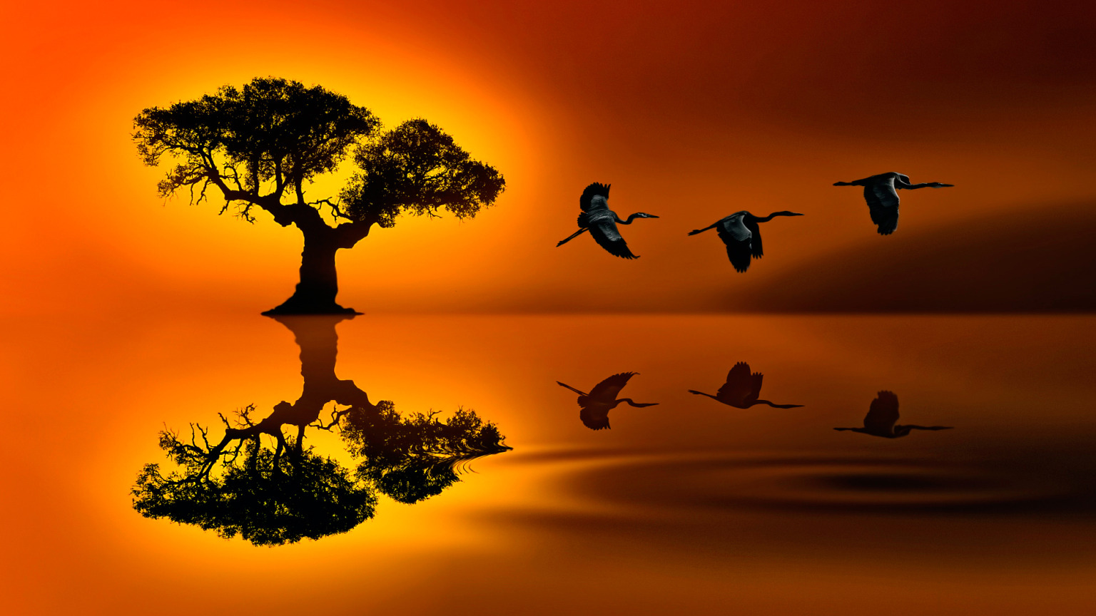 birds, reflection, tree, SUNSET JOURNEY