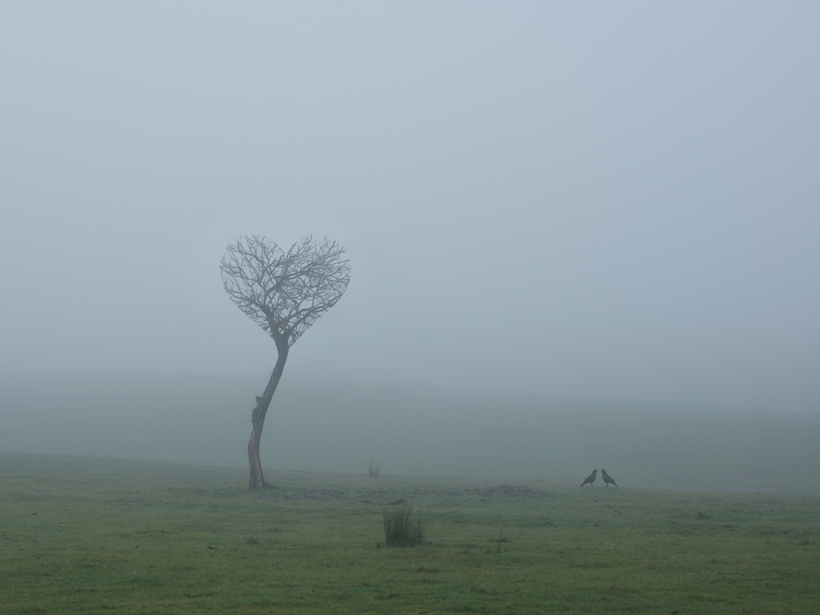 field, love, birds, fog, tree, love, field, tree
