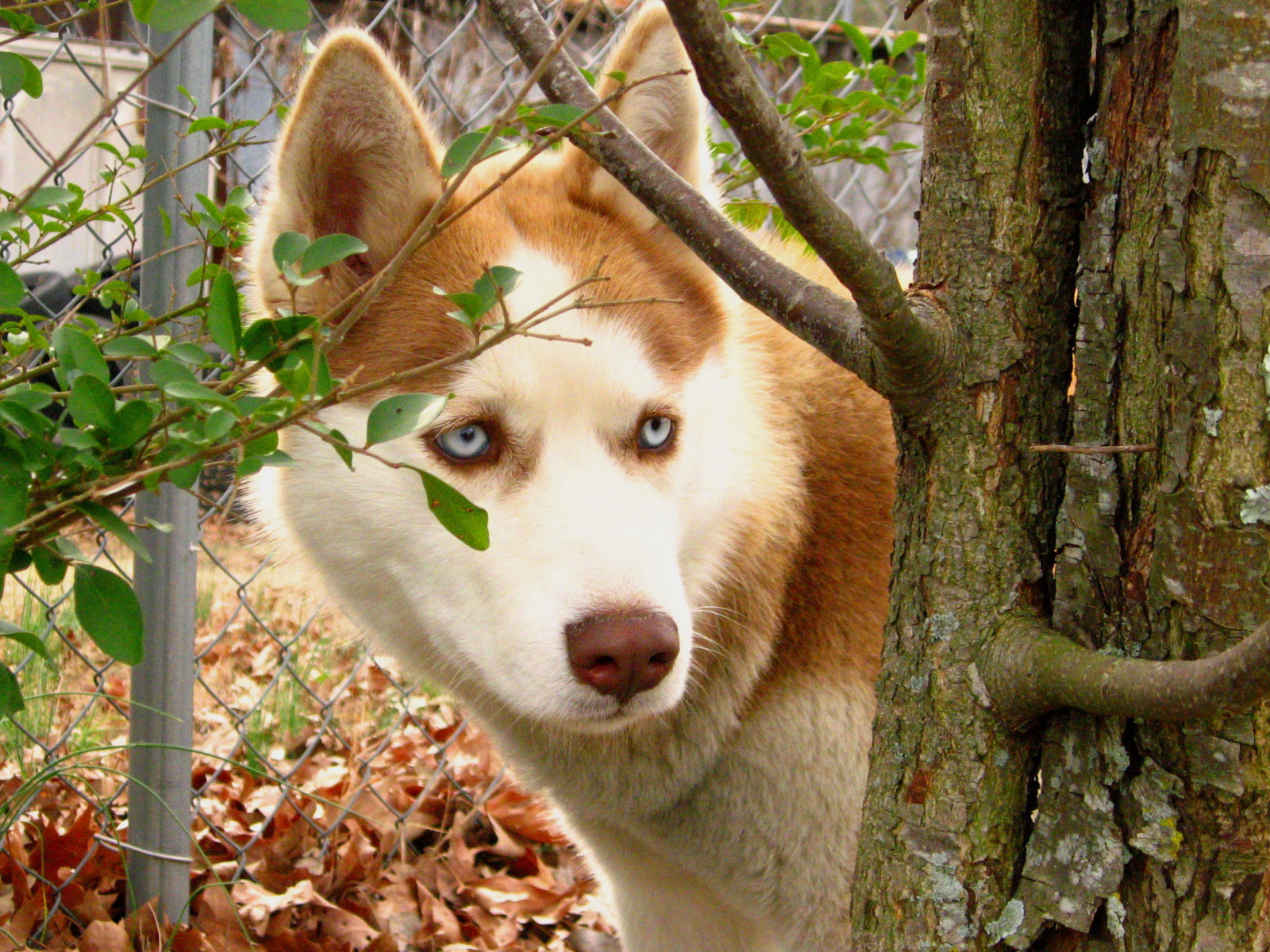 Leaf dog