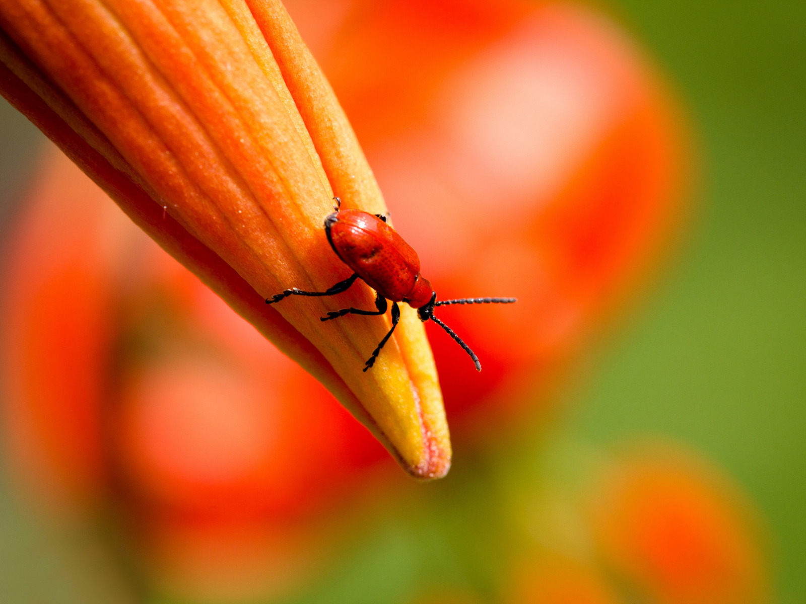 Лилейный жук пожарник. Жук прусак. Рыжие букашки. Рыжие букашки. Желтые насекомые.