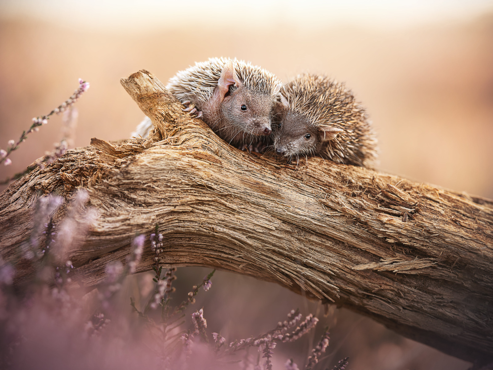 background, snag, a couple, hedgehogs, Heather, two hedgehogs 