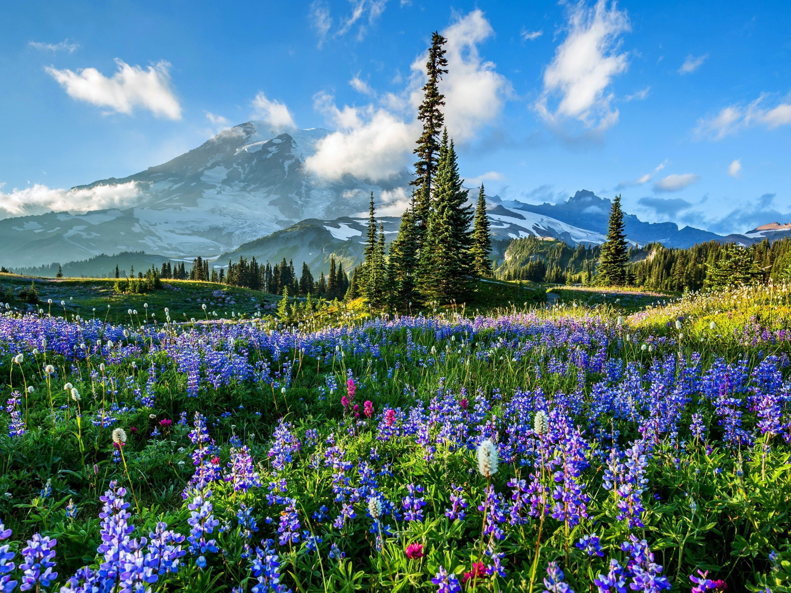 3d mountain flowers. Национальный парк Маунт-Рейнир. Национальный парк Маунт-Рейнир США рассвет. Аляска горы цветы. Горный цветок.